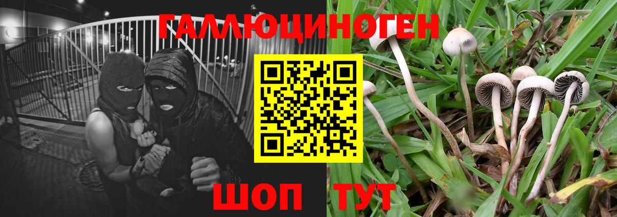 Великий Новгород  Галлюциногенные грибы Psilocybine cubensis  Вход с VPN 